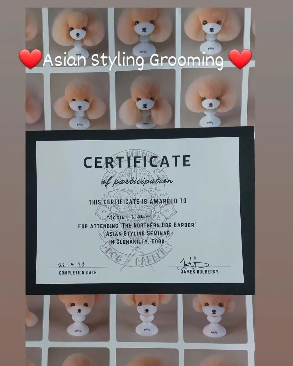 Asian styling grooming certificate