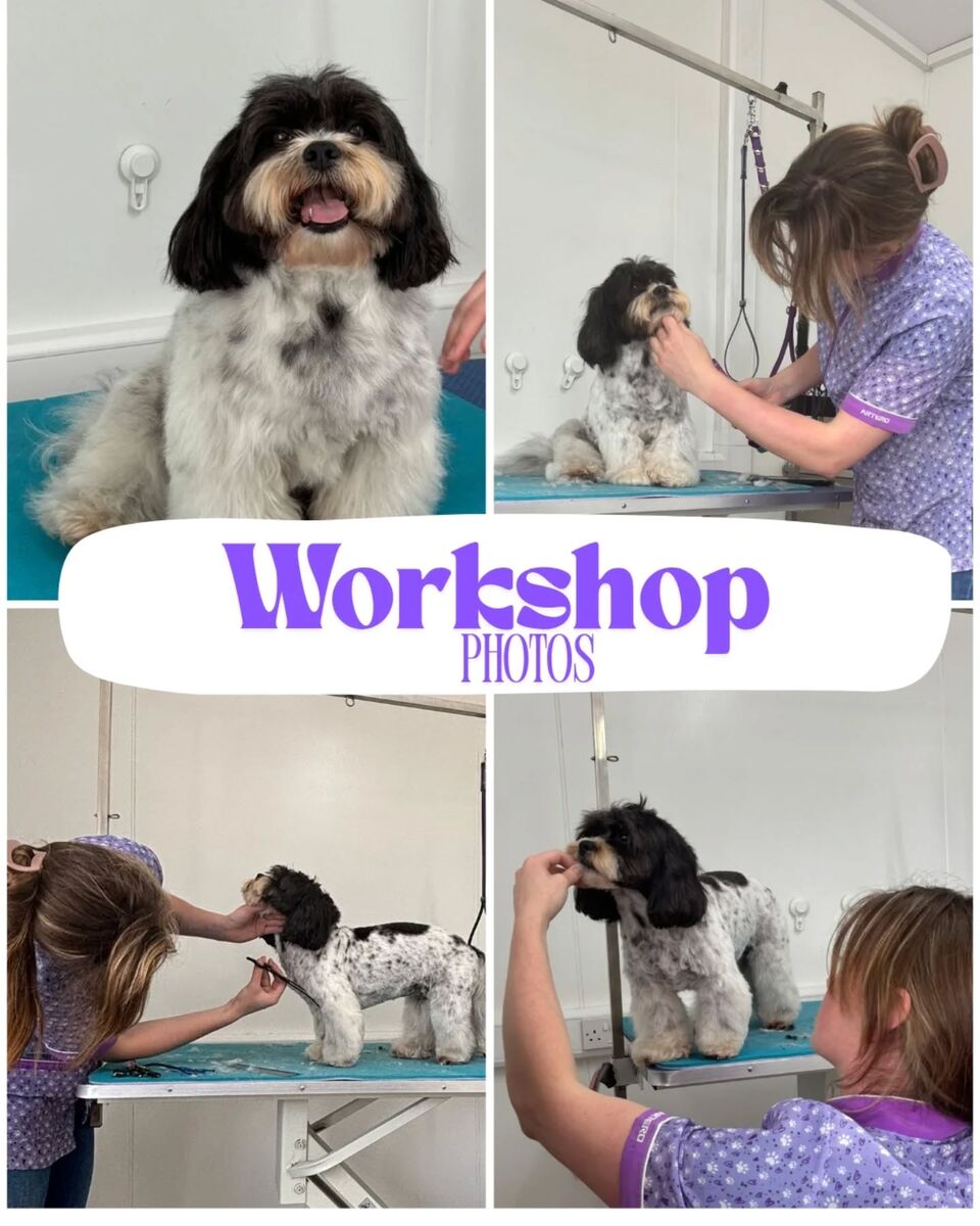 Marie demonstrating grooming techniques at workshop