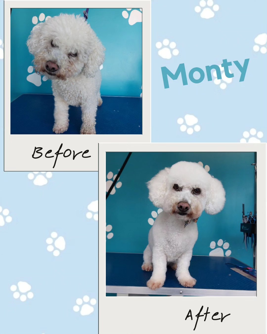 Bichon Frise before and after grooming transformation