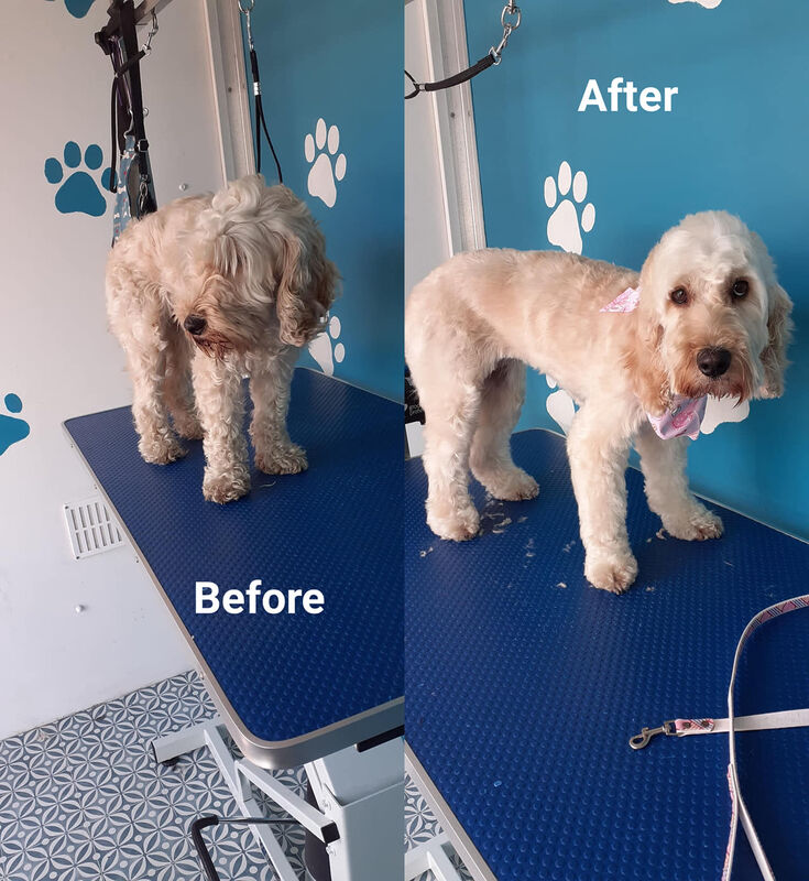 Cream Cockapoo before and after grooming with pink bandana