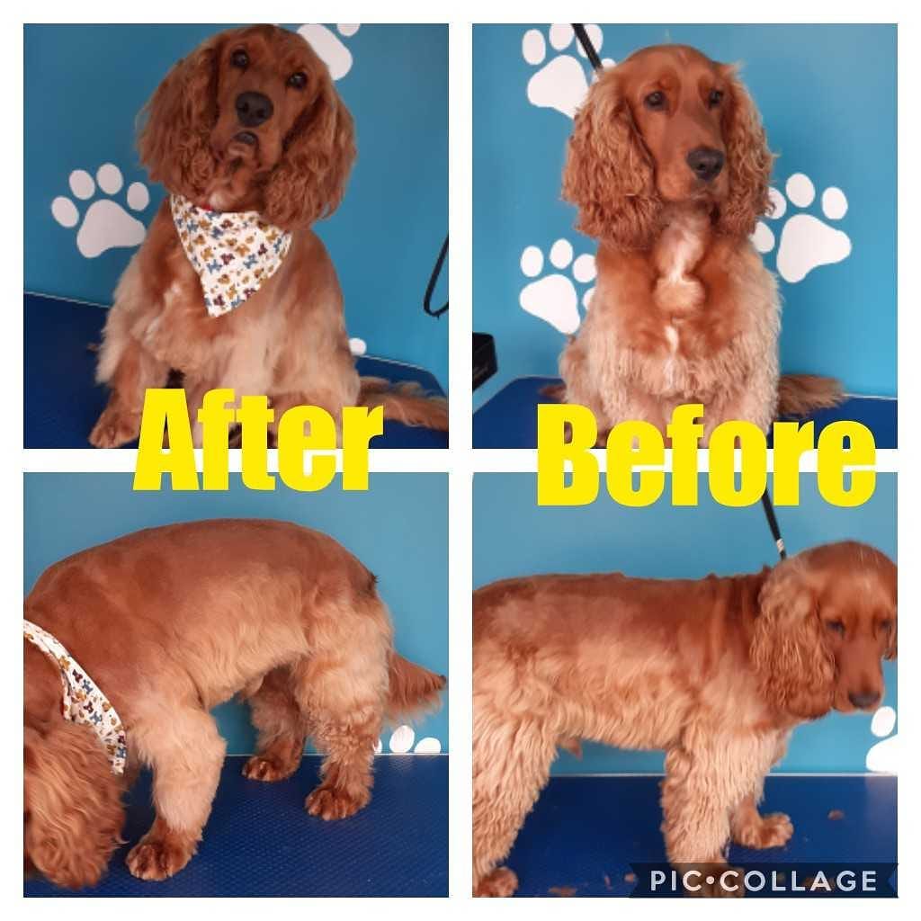 Cocker Spaniel before and after grooming