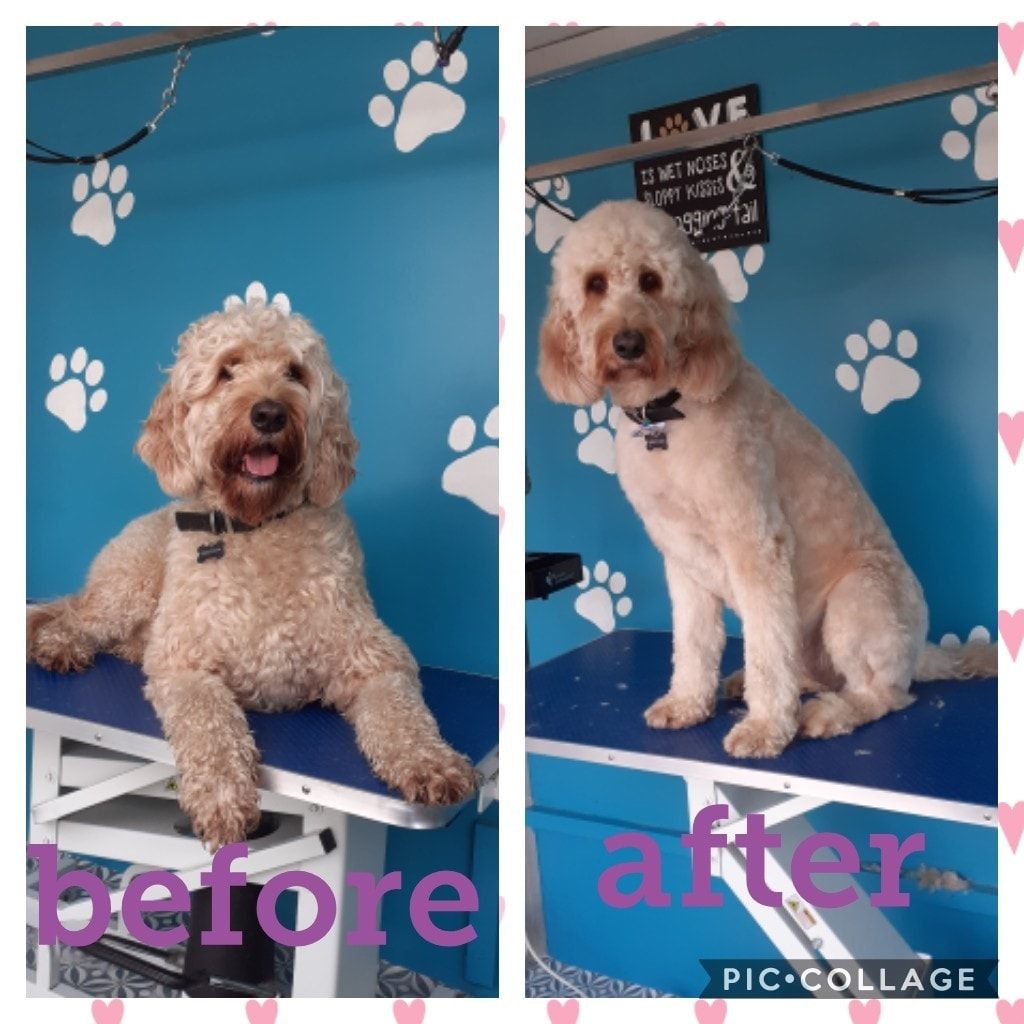 Labradoodle before and after grooming