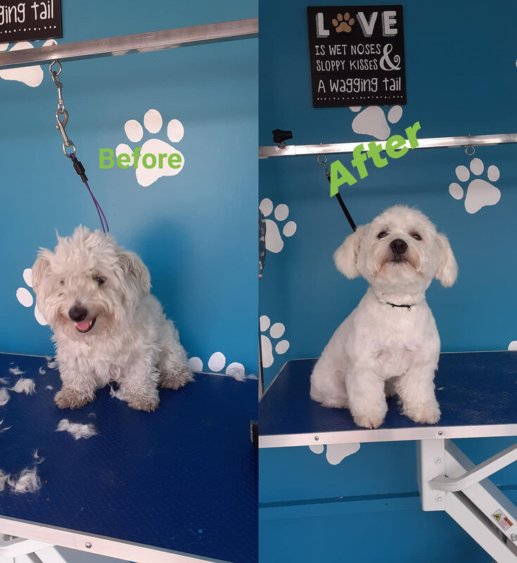 White Maltese before and after grooming
