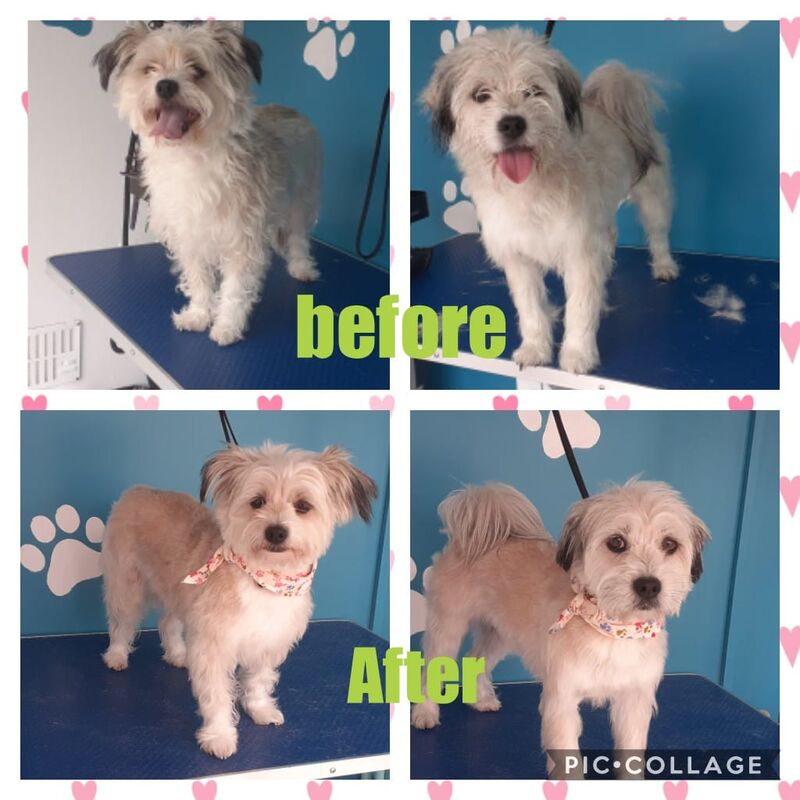 Maltese mix before and after grooming with bandana