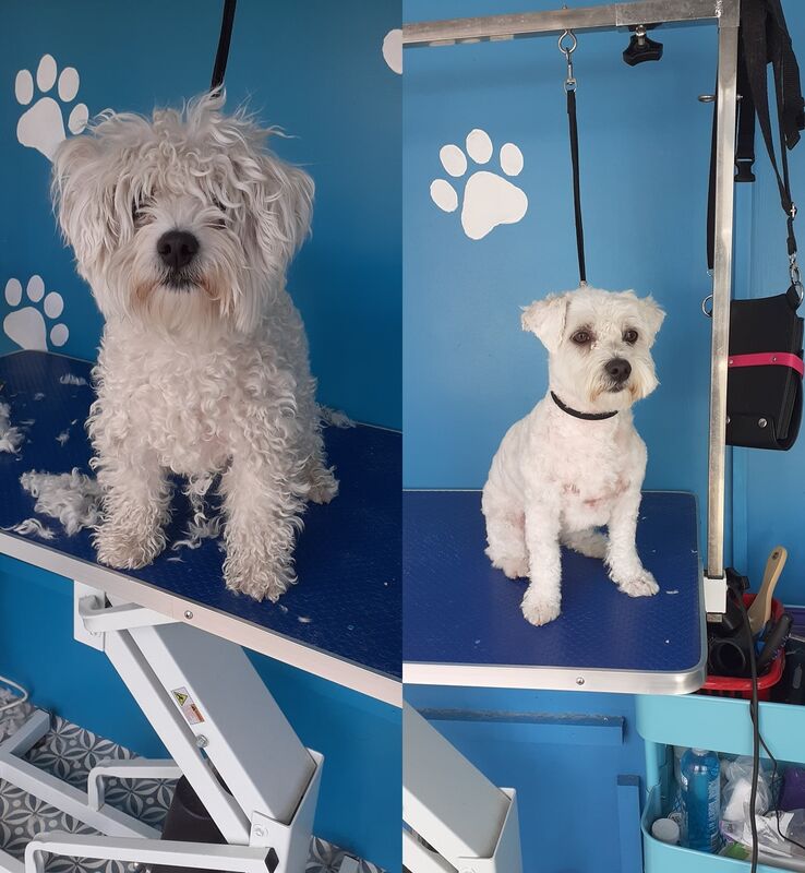 White curly terrier before and after grooming