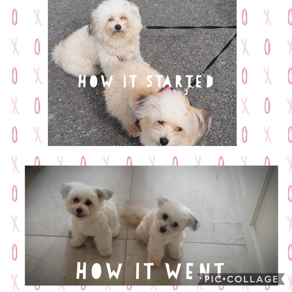 Two dogs showing their grooming transformation