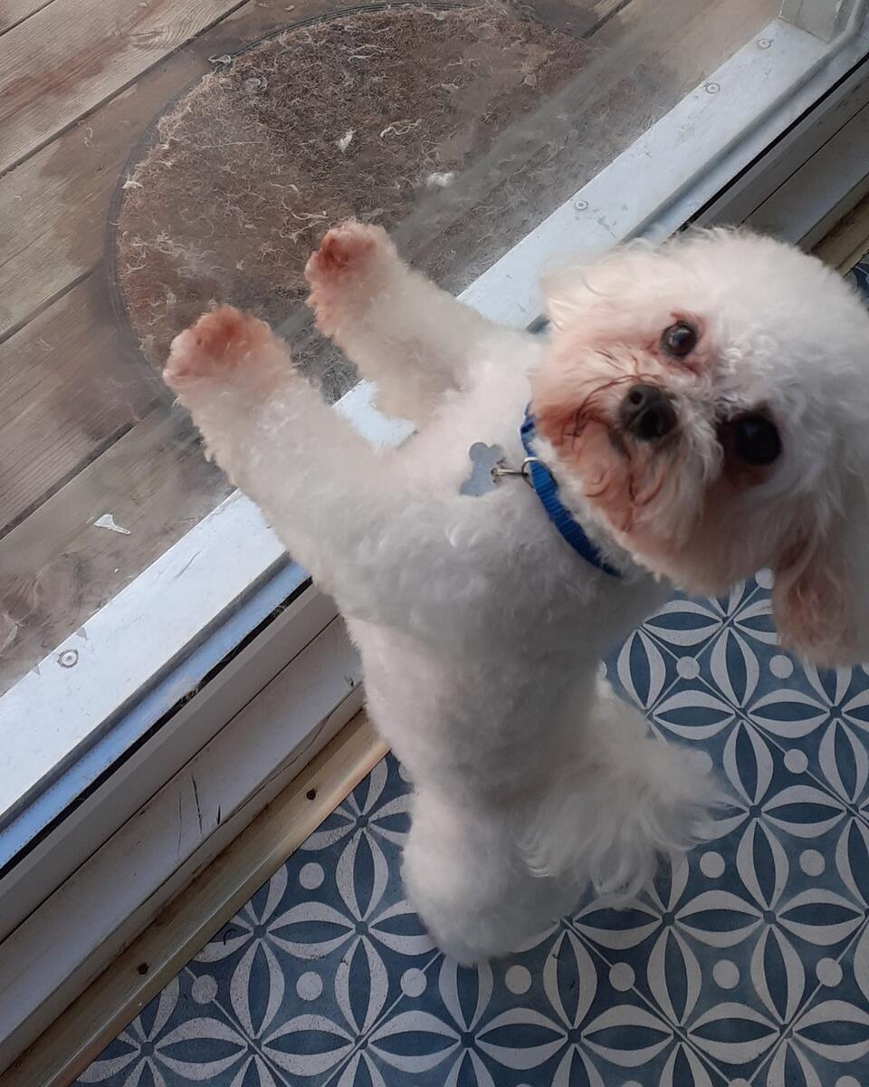 Adorable Bichon Frise after grooming