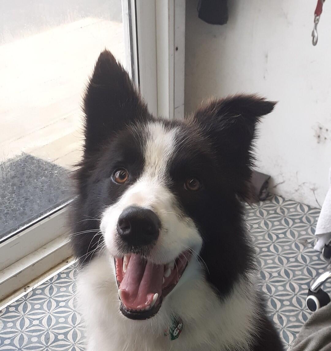 Happy Border Collie after grooming