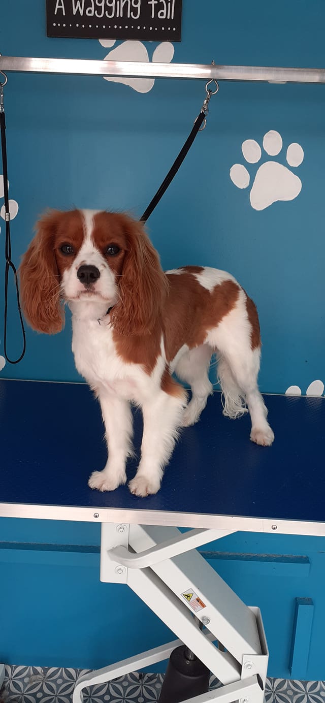 Cavalier King Charles Spaniel on grooming table