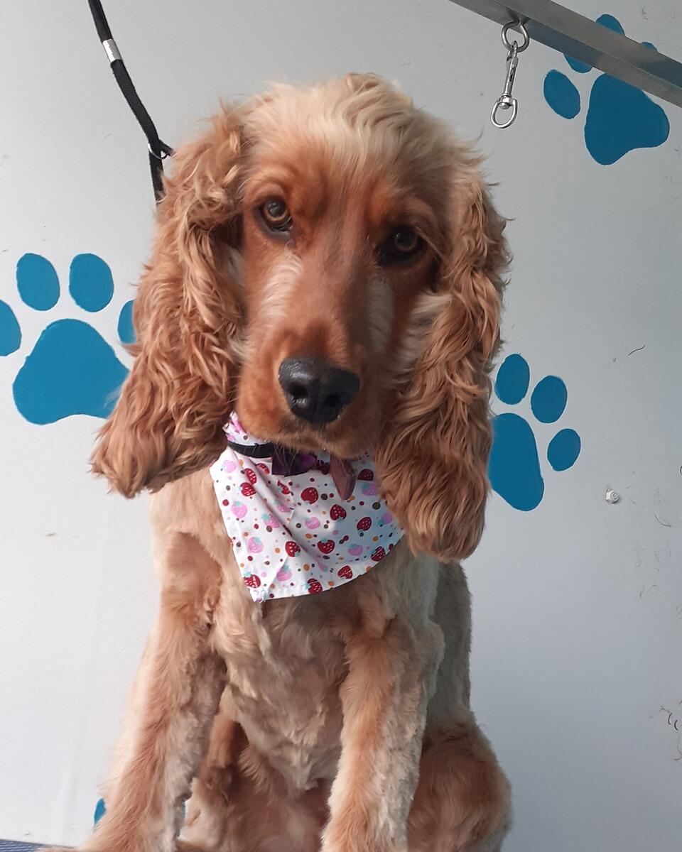 Cocker Spaniel with bandana