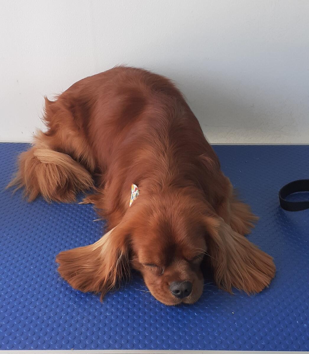 Relaxed Irish Setter on grooming table