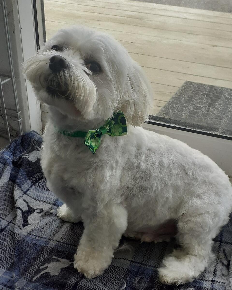 White Maltese with green Irish bow