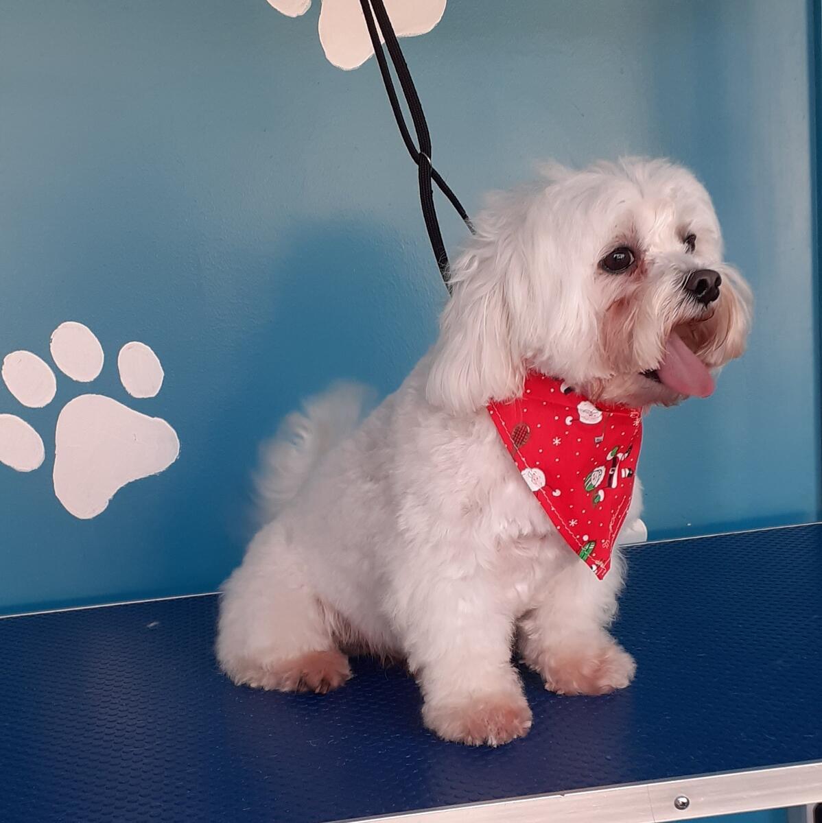 White Maltese with bandana