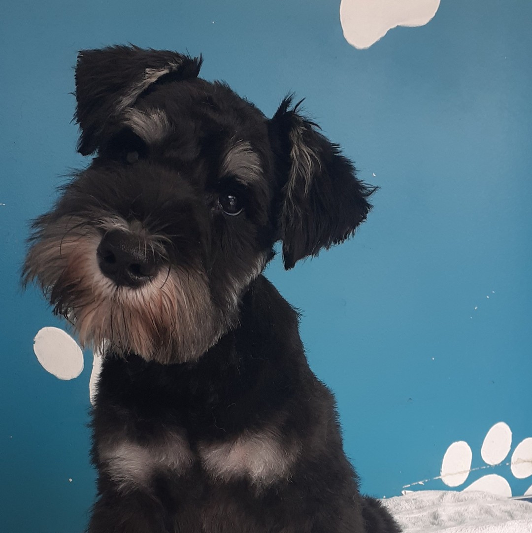 Miniature Schnauzer with classic cut