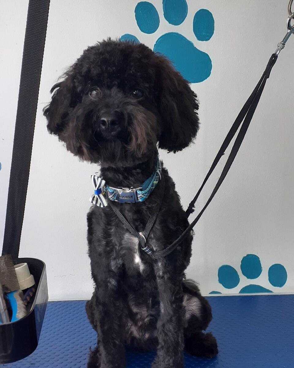 Black Poodle with bow tie