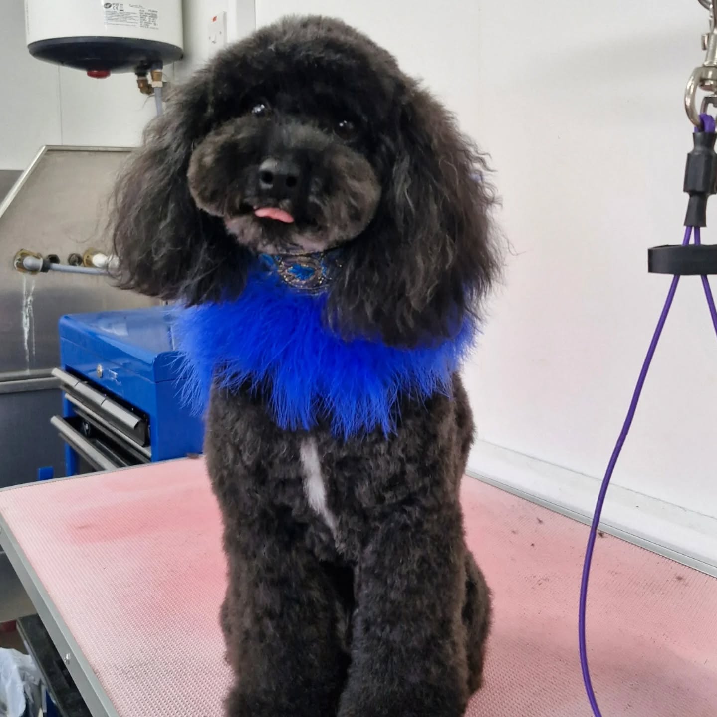 Poodle with elegant blue feather collar