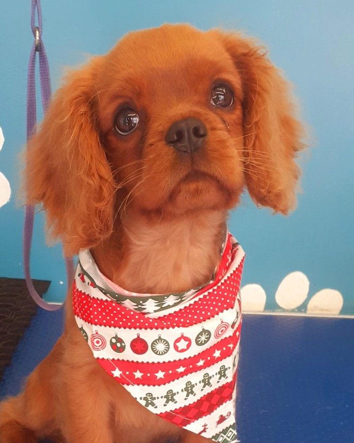 Ruby Cavalier King Charles Spaniel after grooming