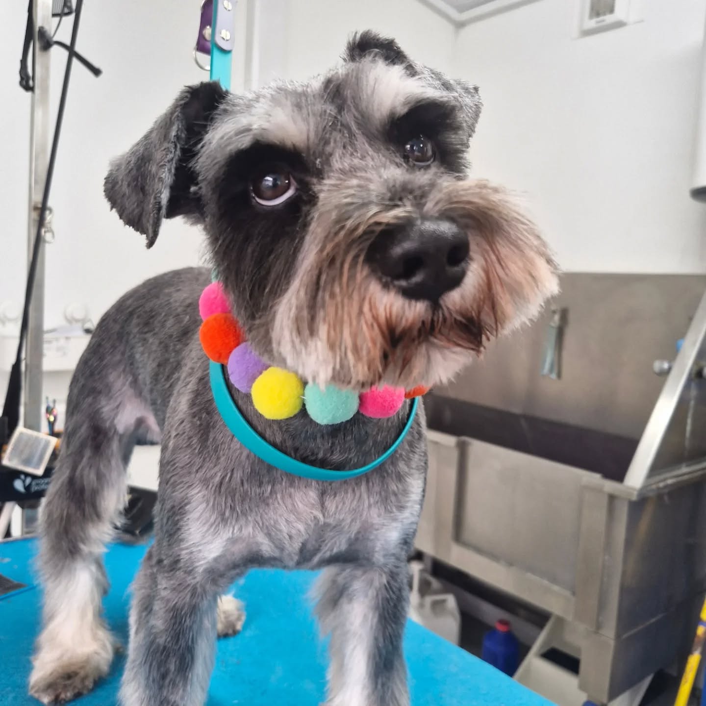 Schnauzer with colourful pom-pom collar