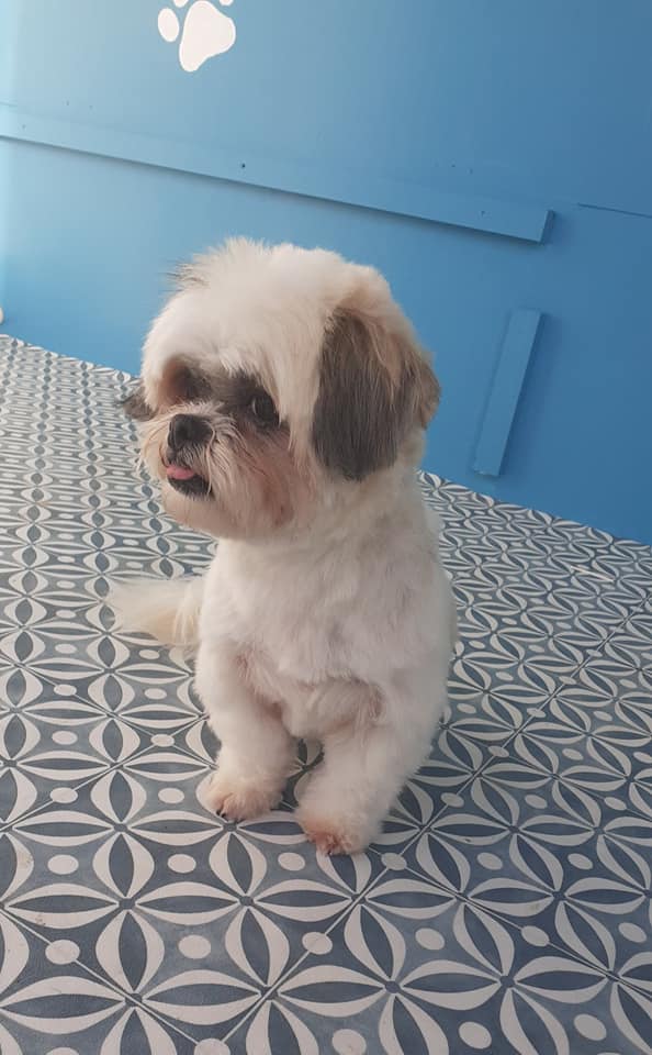 Cute Shih Tzu with tongue out