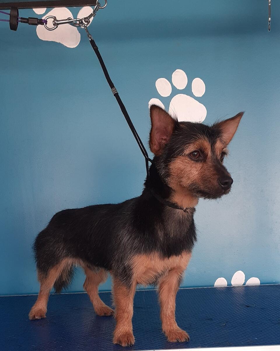 Small terrier mix freshly groomed