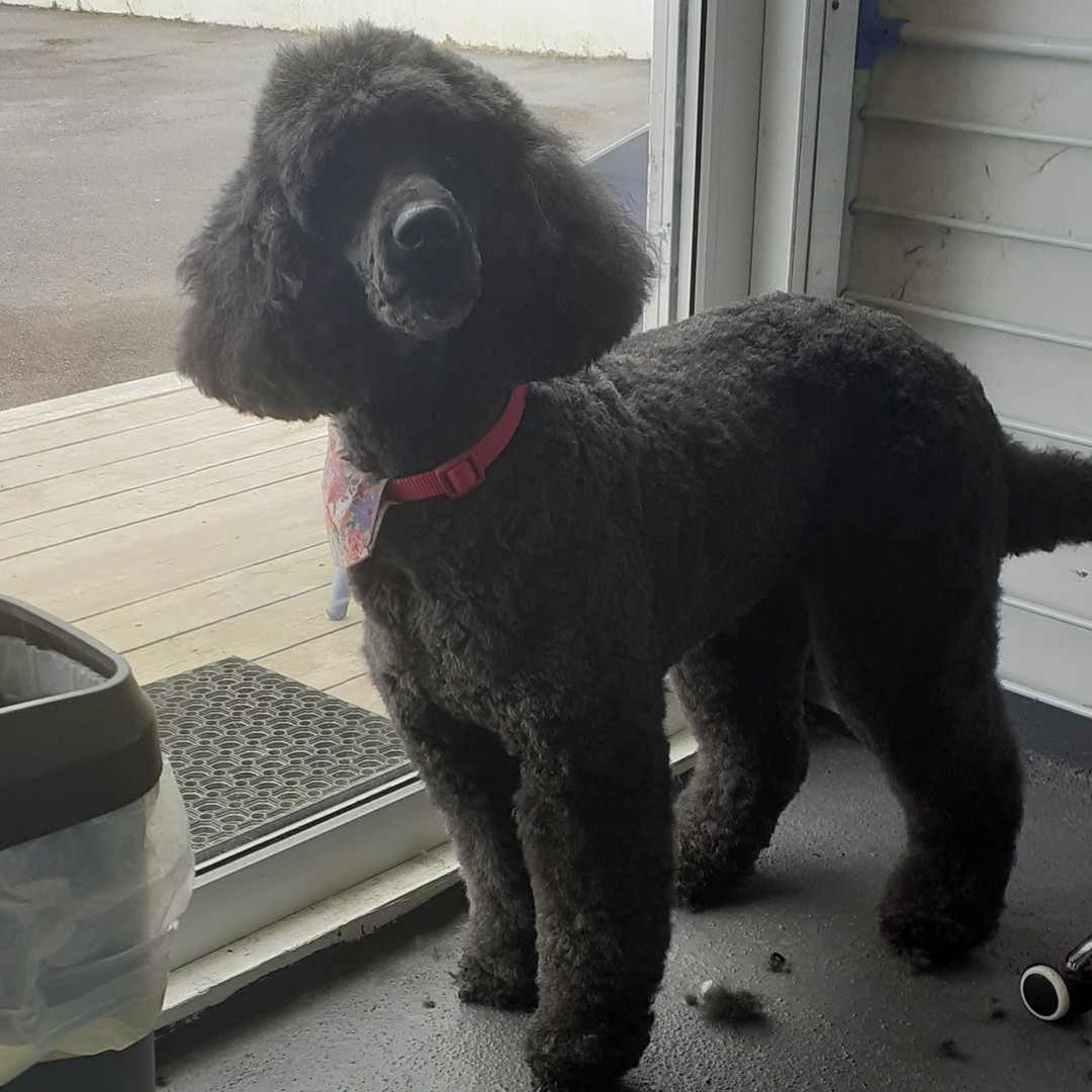Beautifully groomed black Standard Poodle