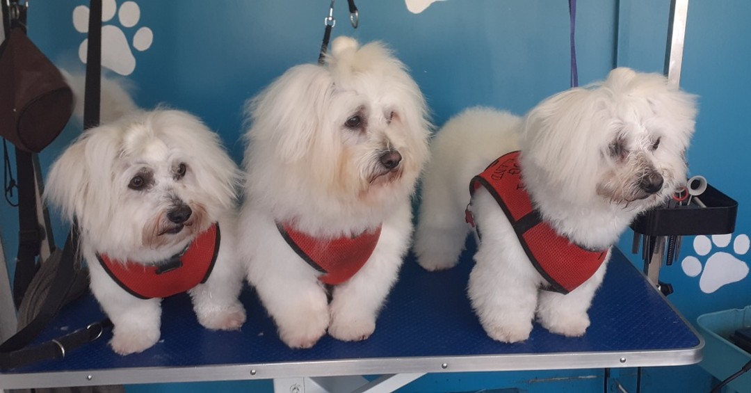 Three white dogs in matching red harnesses
