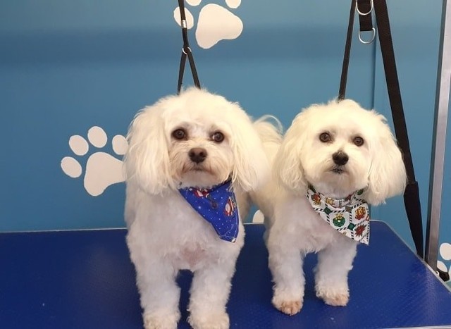 Two Maltese dogs with bandanas