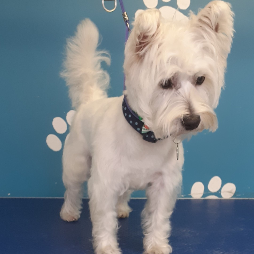 West Highland White Terrier freshly groomed