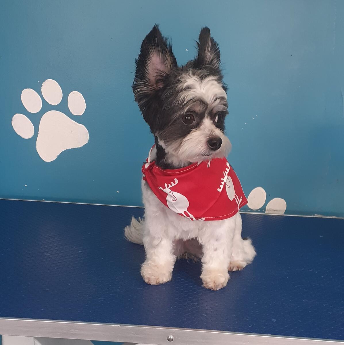 Yorkshire Terrier with festive bandana