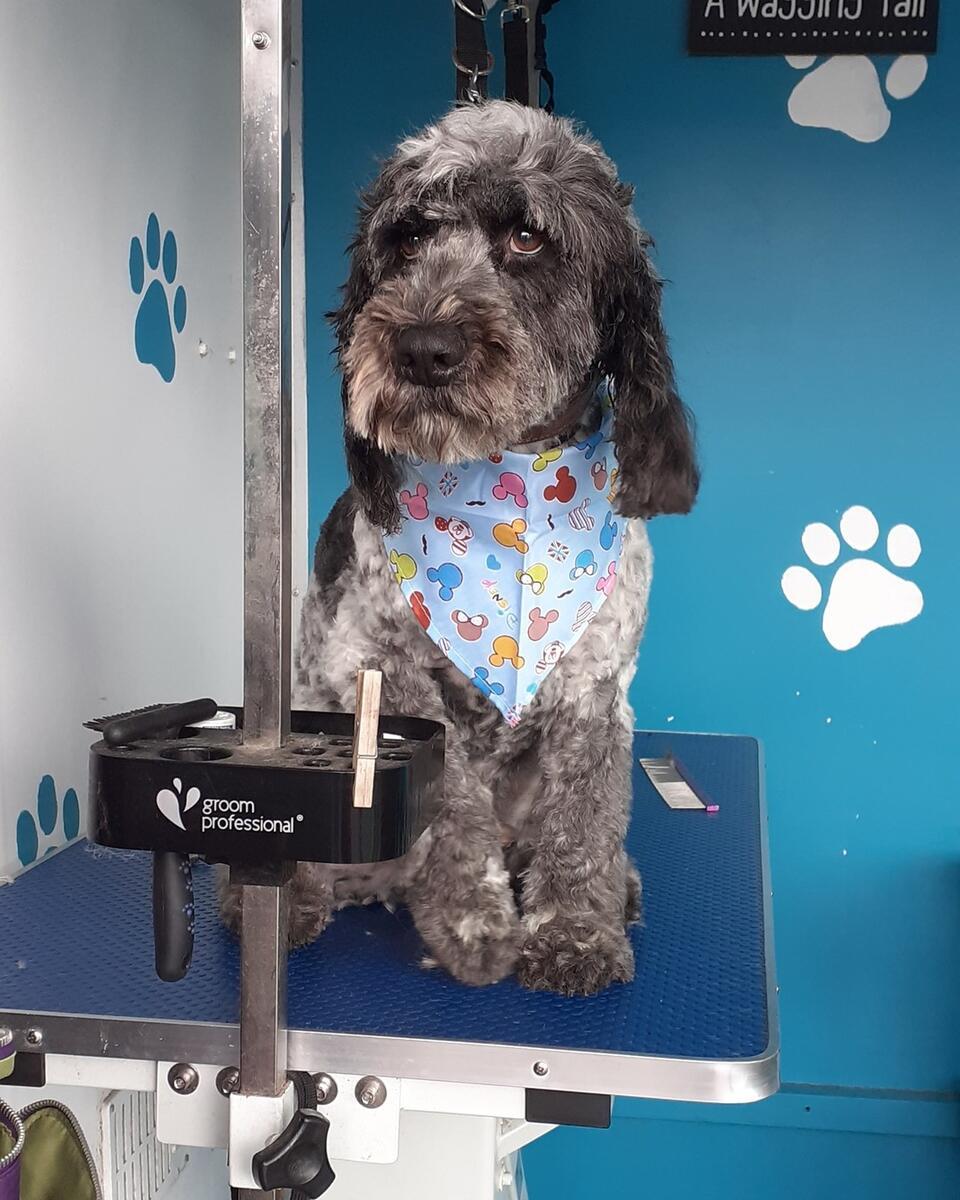 Cockapoo with Disney bandana on professional grooming table