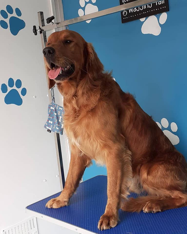 Golden Retriever relaxing on grooming table
