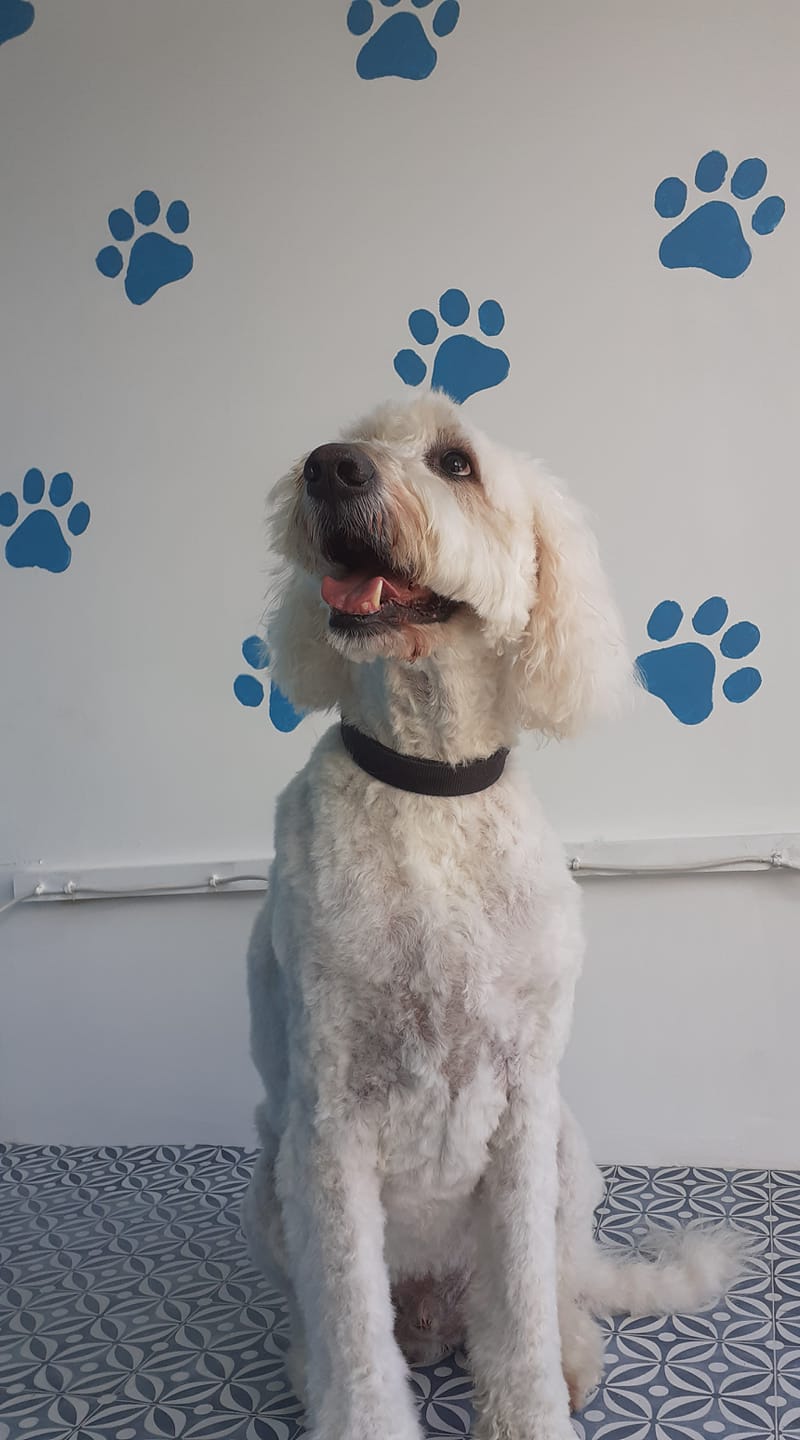 Labradoodle on grooming table with paw print wall