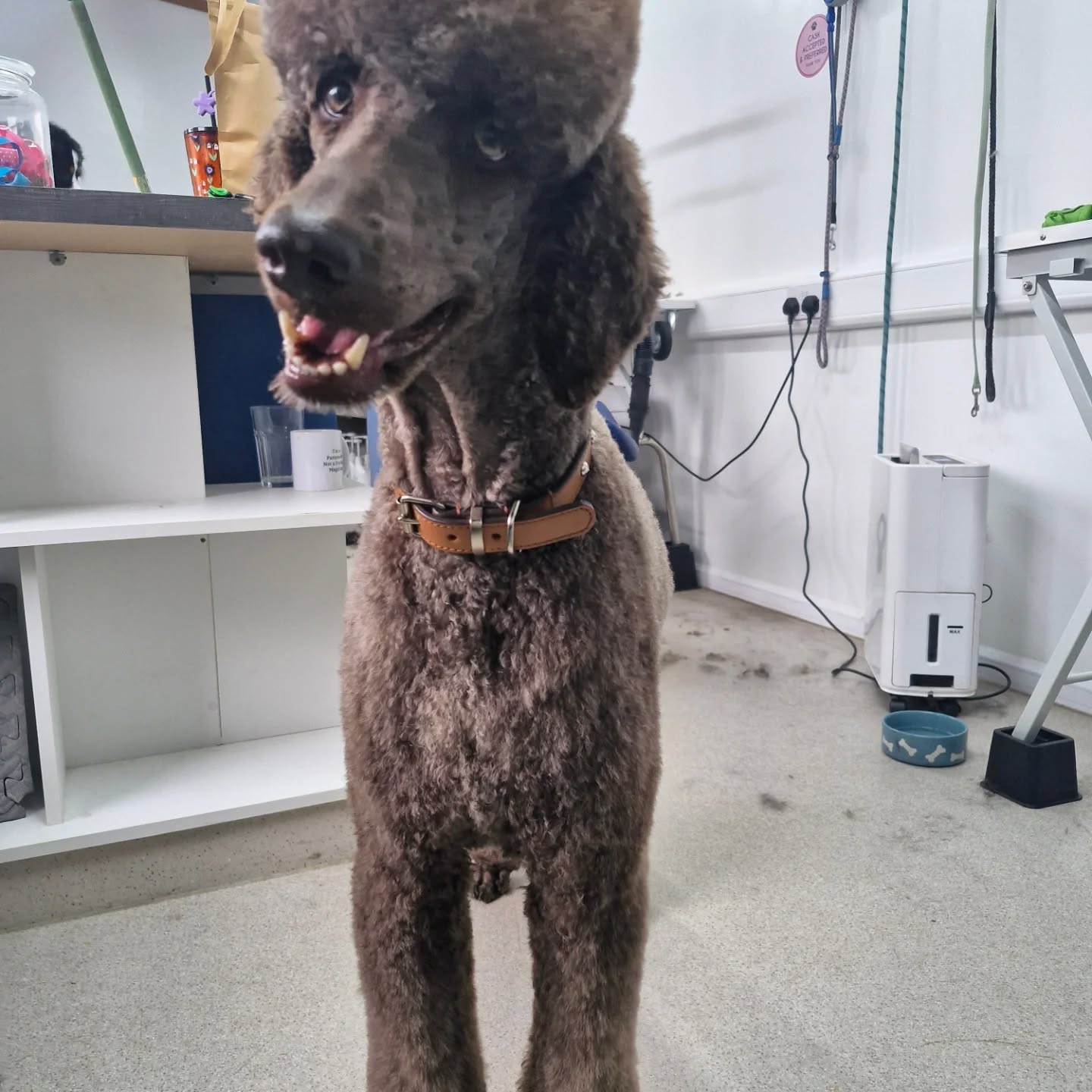 Standard Poodle in the grooming salon
